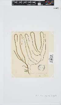 Myriocladia capensis image
