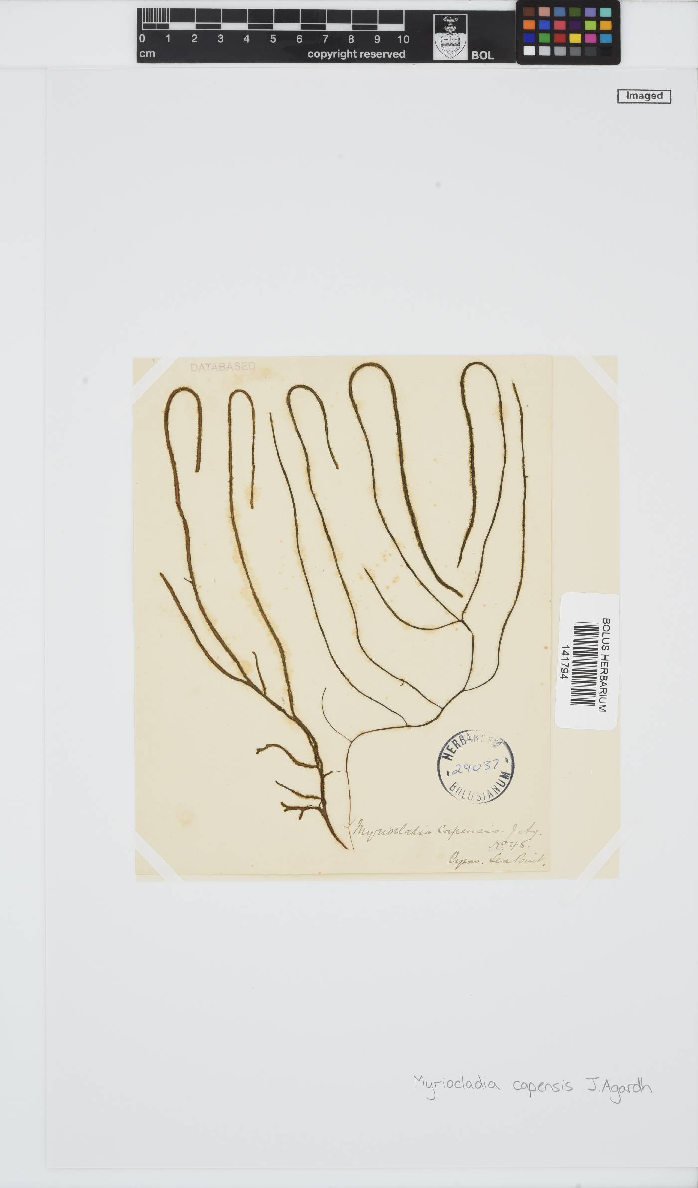 Myriocladia image