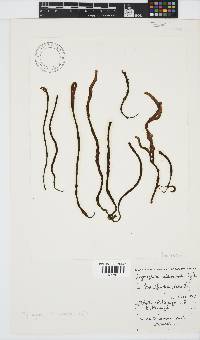 Image of Myriogloea abbreviata