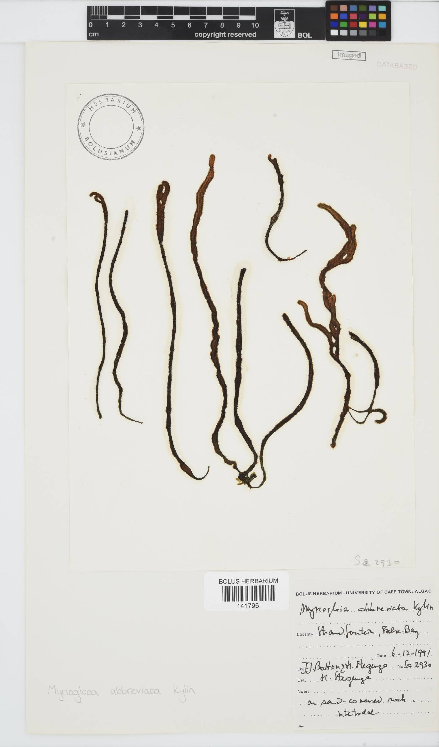 Myriogloea abbreviata image