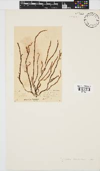 Myriogloea abbreviata image