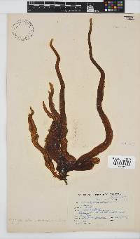 Image of Myriogloea chilensis