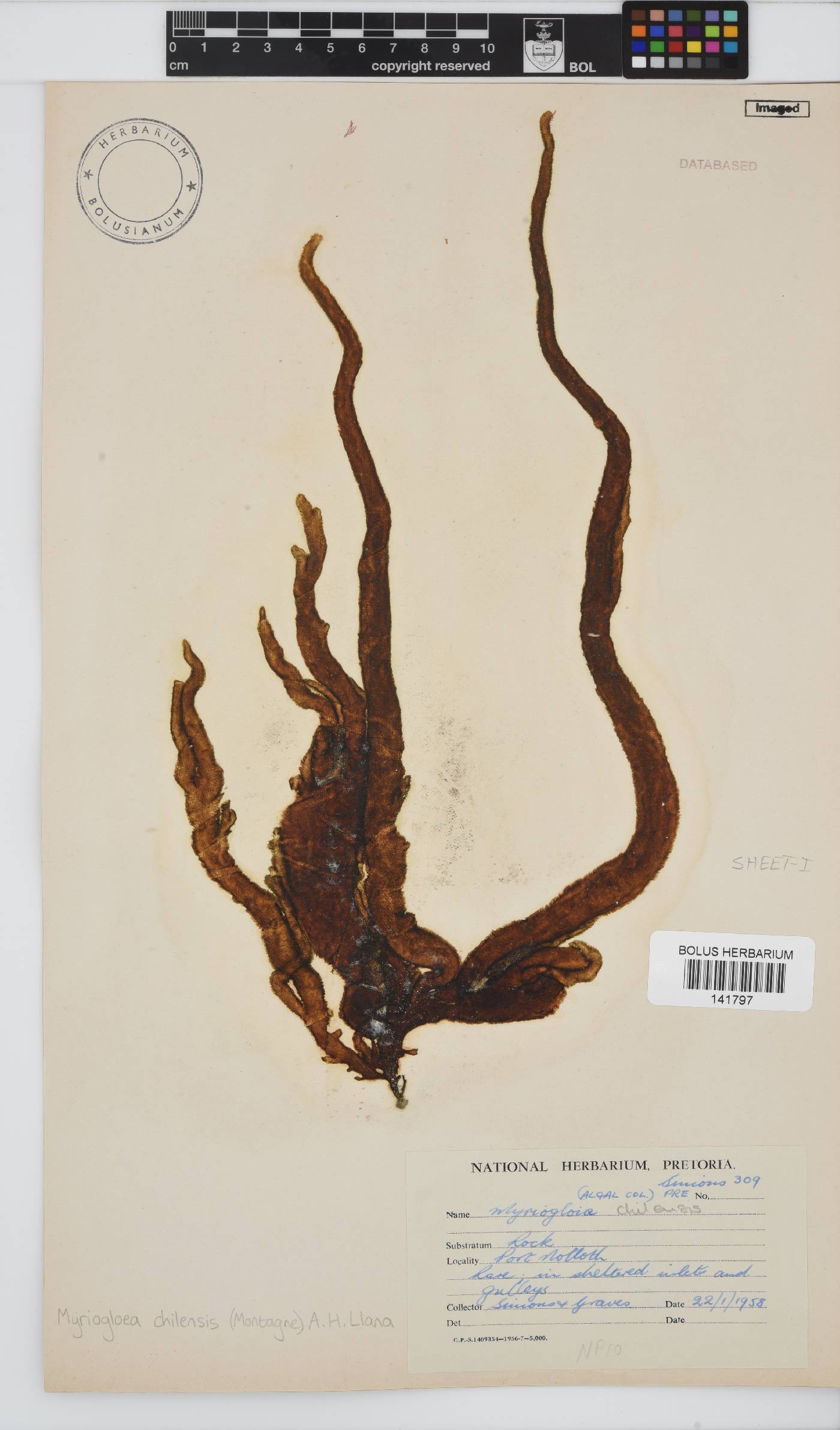Myriogloea chilensis image
