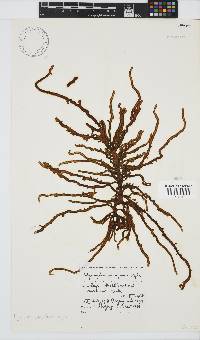 Image of Myriogloea papenfussii