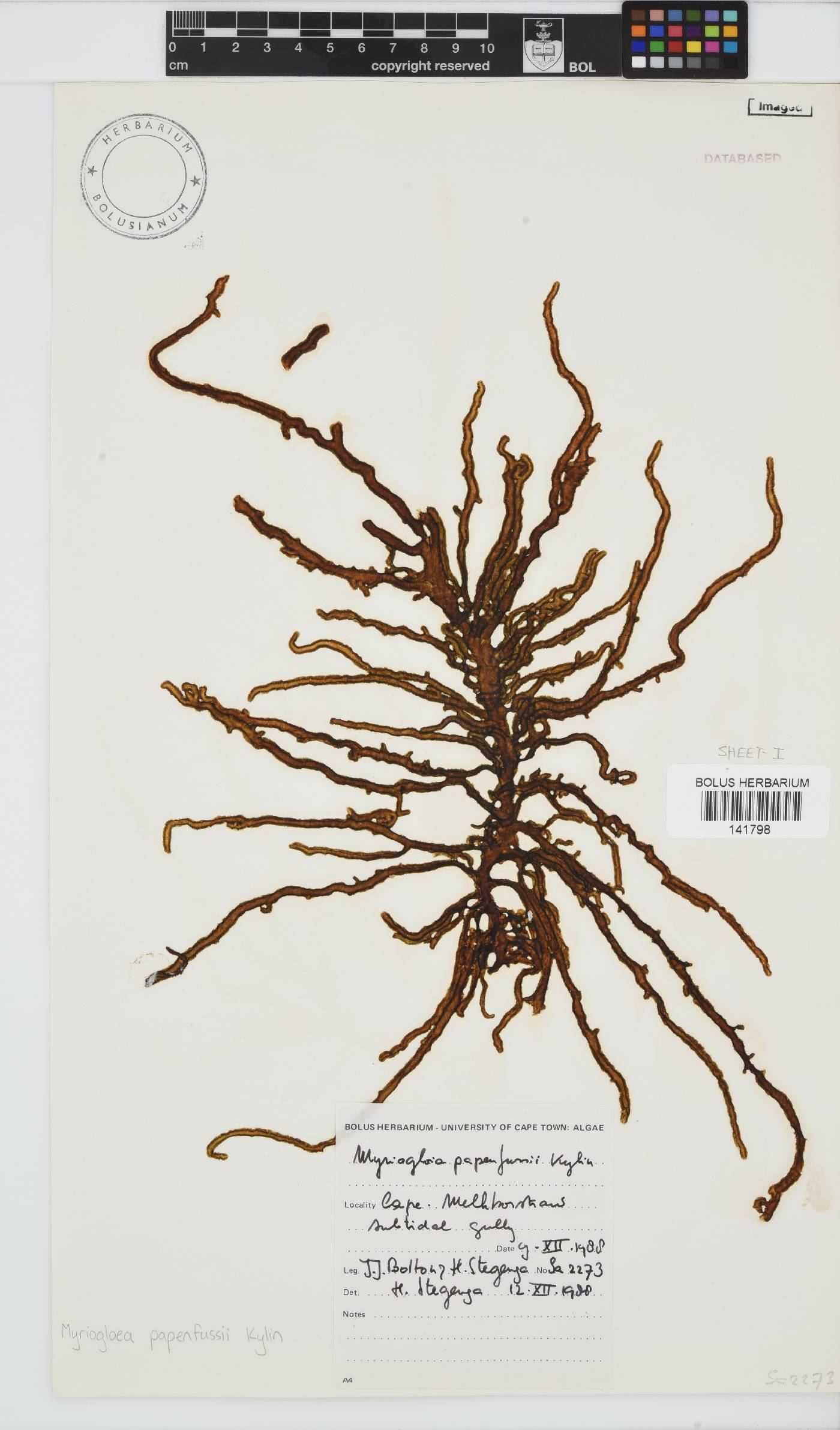Myriogloea papenfussii image