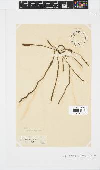 Myriocladia capensis image
