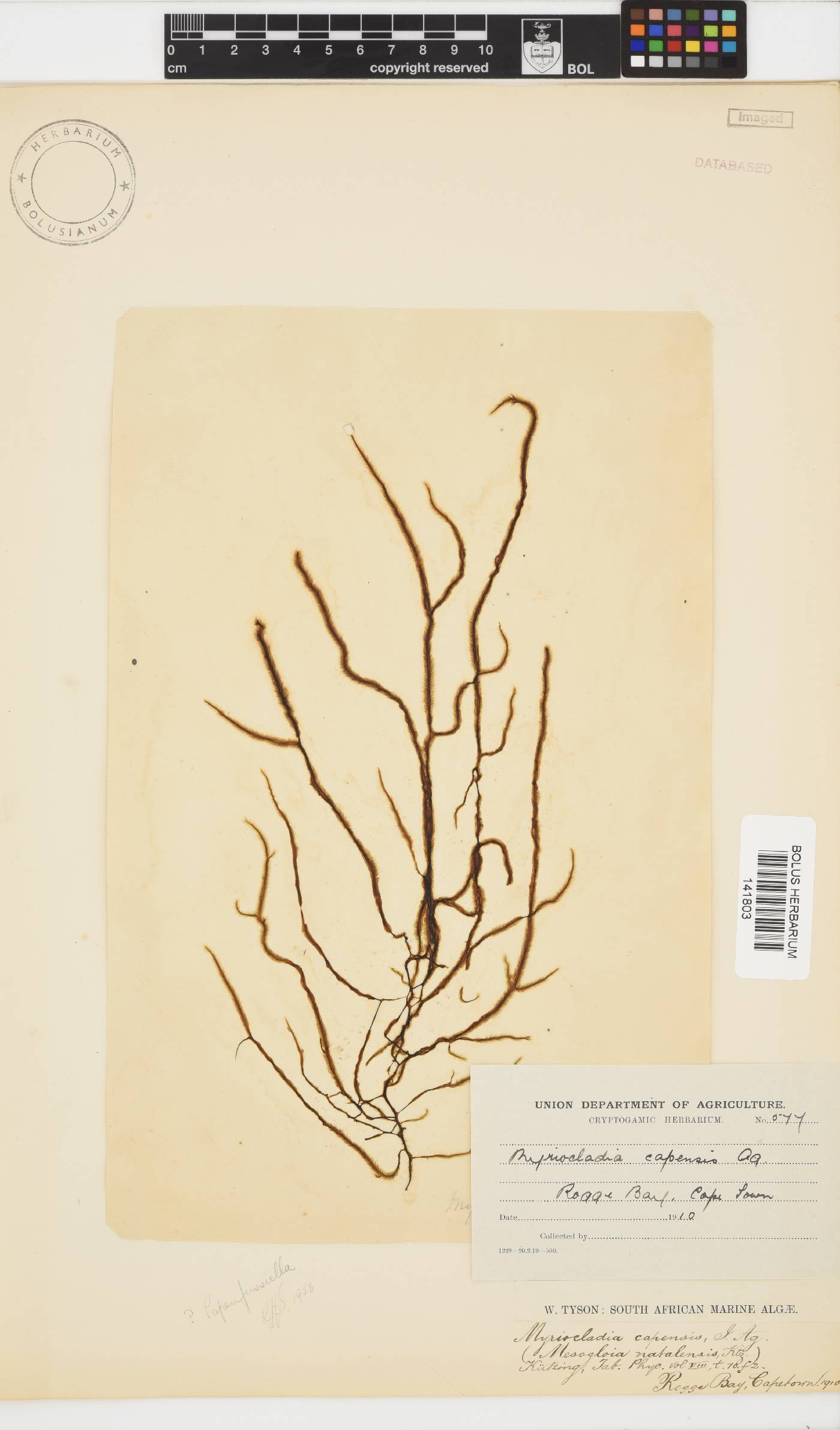 Myriocladia capensis image