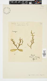 Myriocladia capensis image