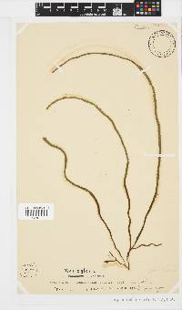 Myriocladia capensis image