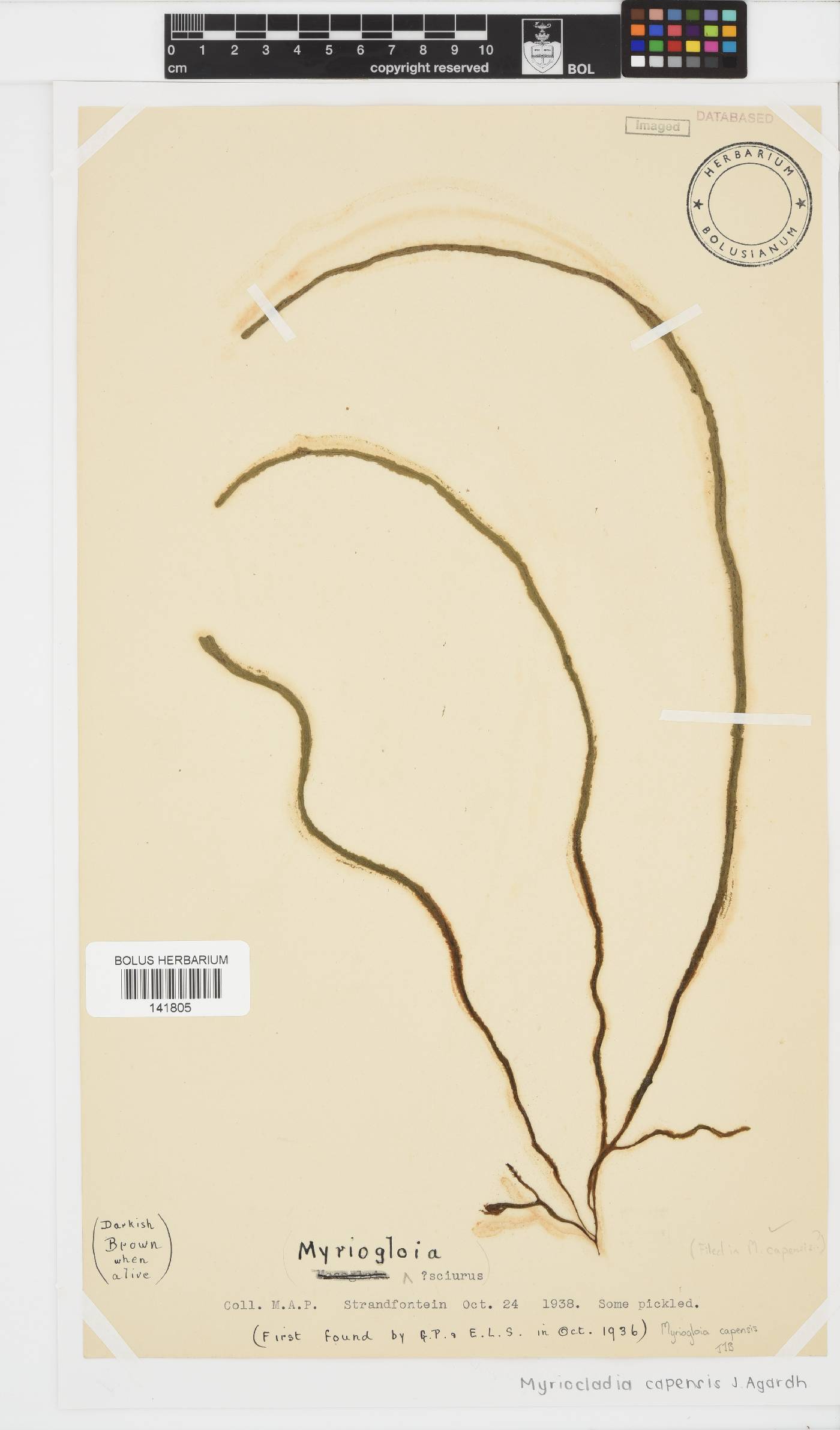 Myriocladia capensis image