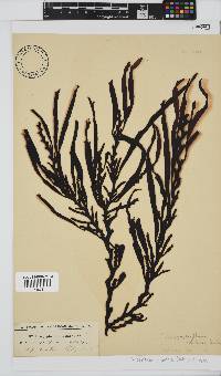 Oerstedtia scalaris image