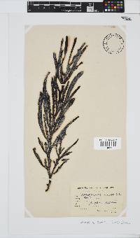 Oerstedtia scalaris image