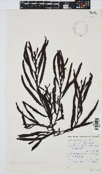 Oerstedtia scalaris image