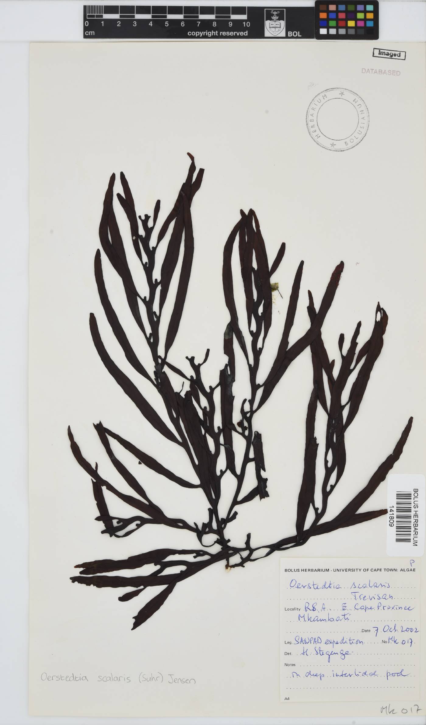 Oerstedtia scalaris image