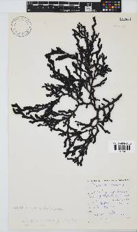 Oerstedtia scalaris image