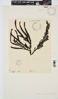 Oerstedtia scalaris image