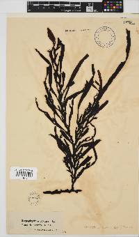 Oerstedtia scalaris image