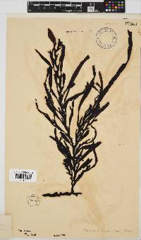 Oerstedtia scalaris image