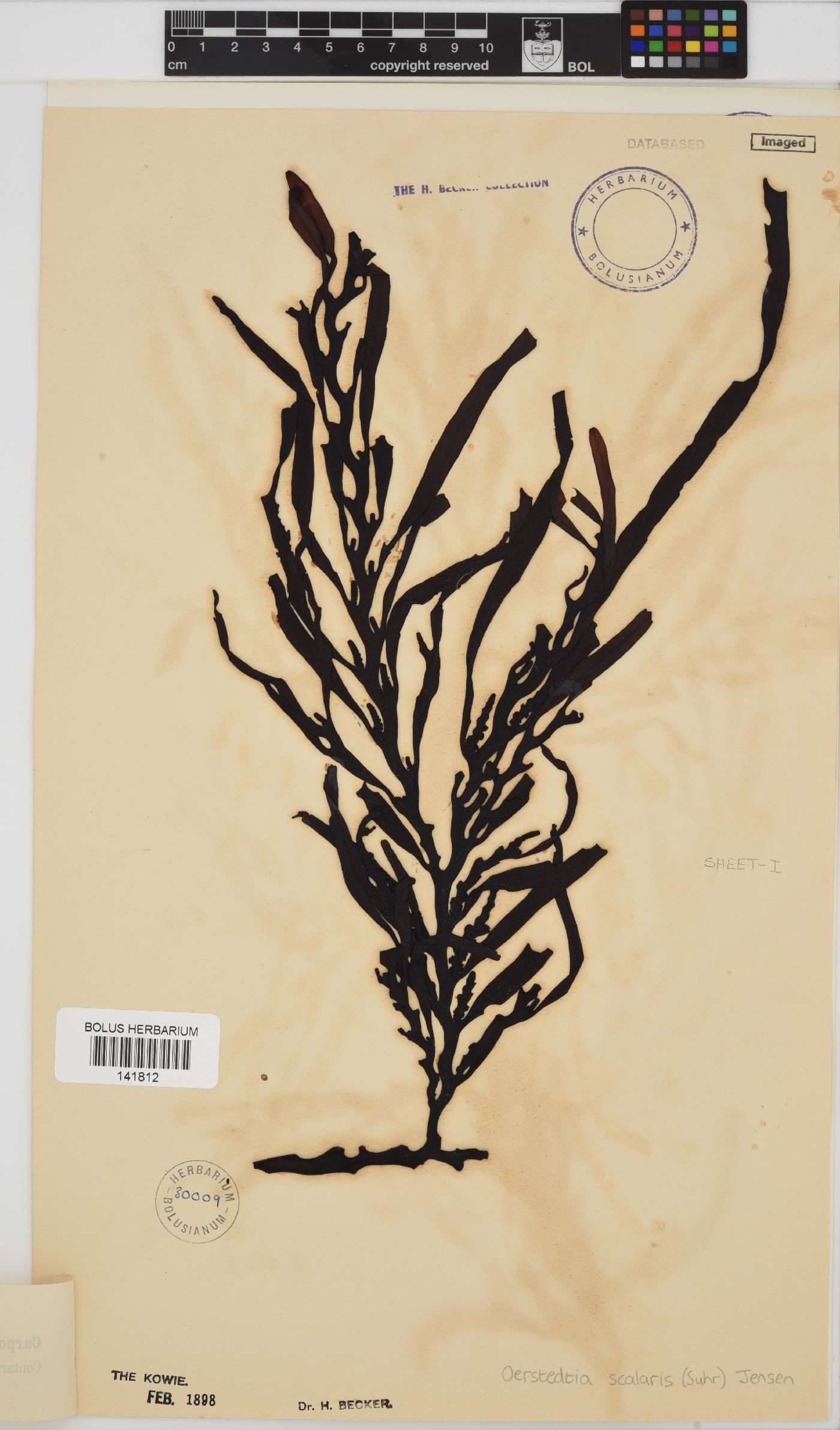 Oerstedtia image