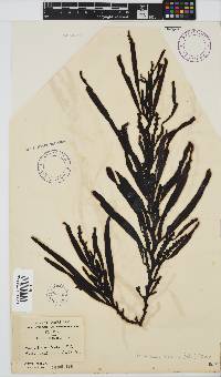 Oerstedtia scalaris image