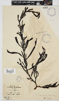 Oerstedtia scalaris image