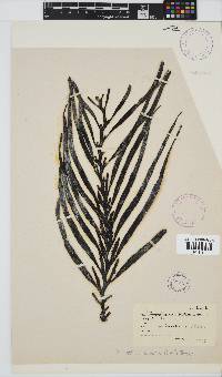 Oerstedtia scalaris image