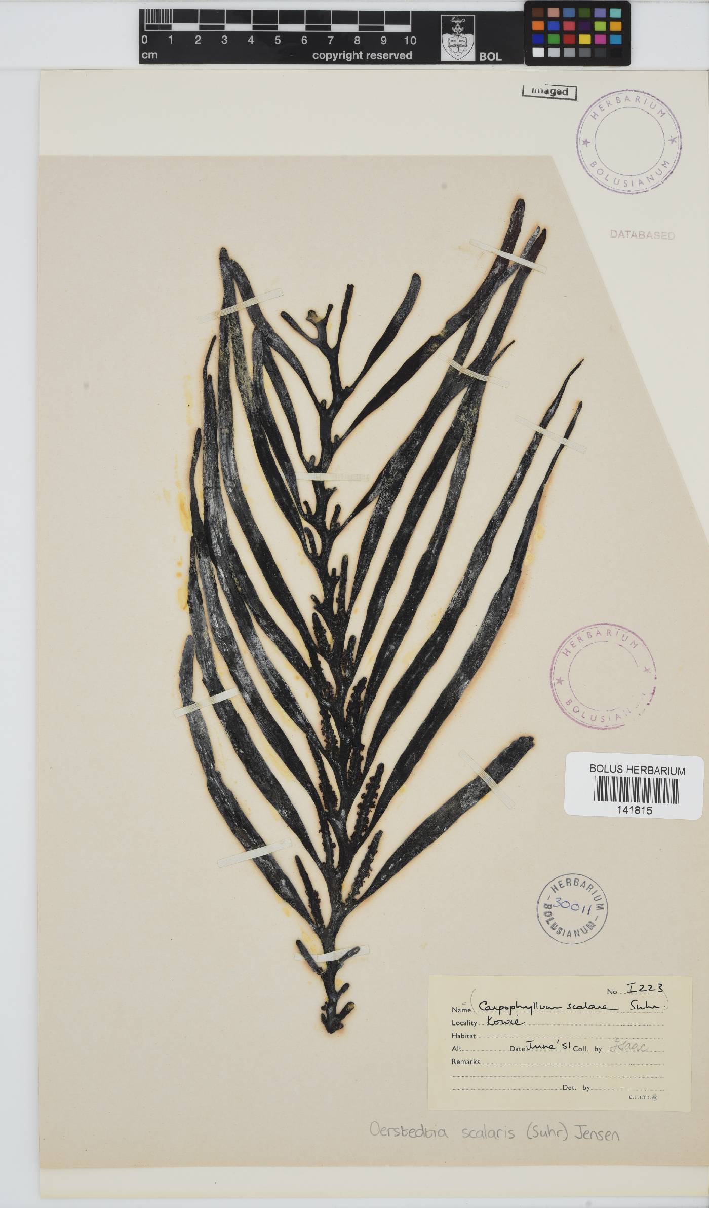 Oerstedtia scalaris image