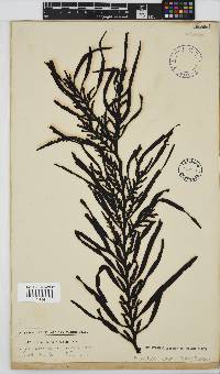 Oerstedtia scalaris image