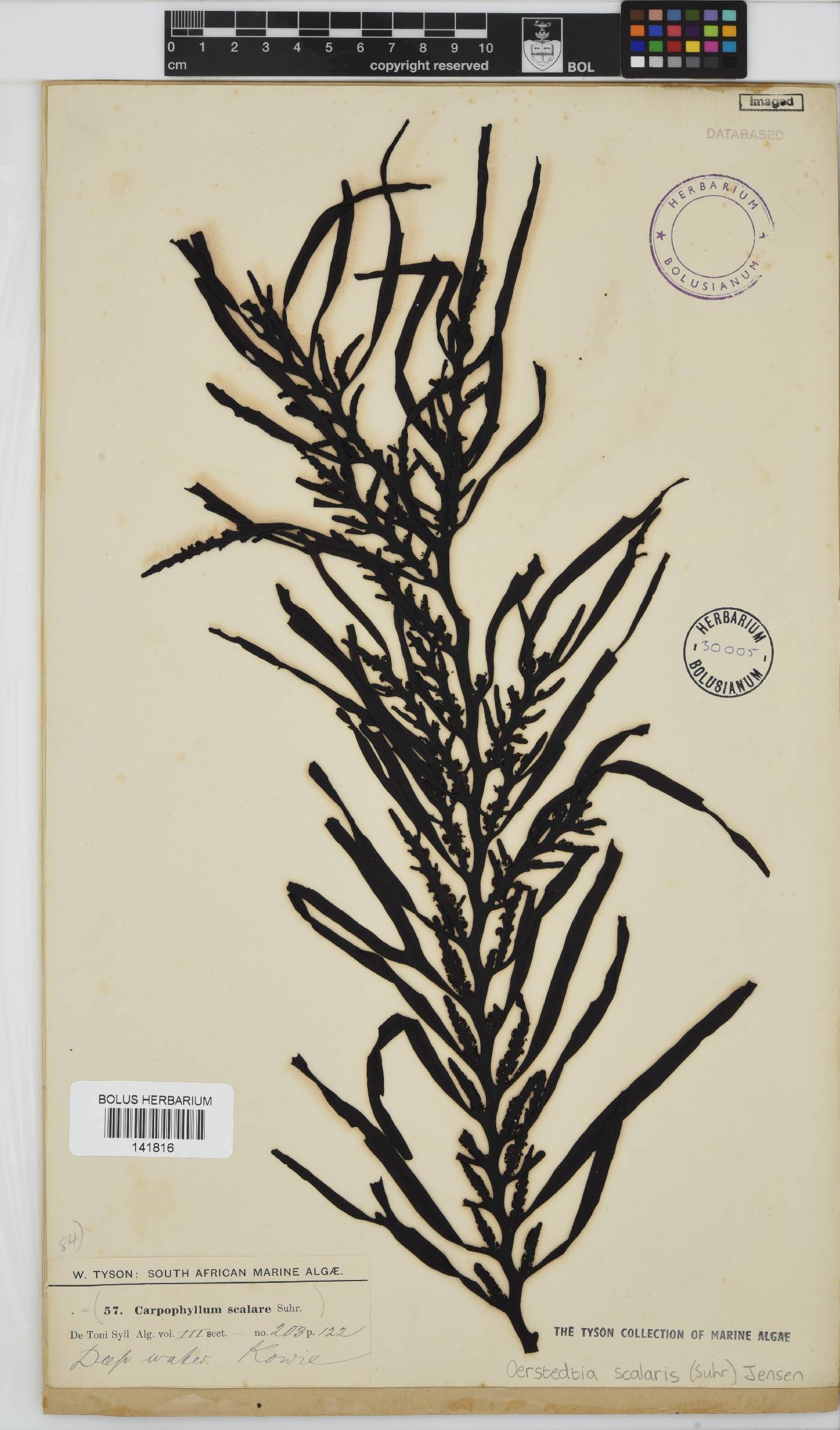 Oerstedtia scalaris image