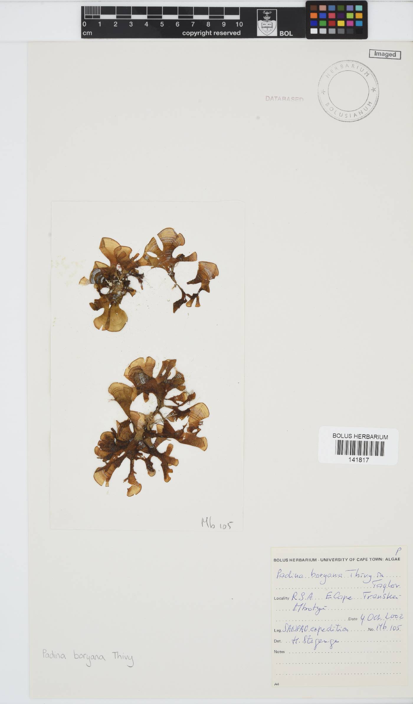 Padina boryana image