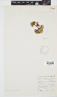 Padina boryana image