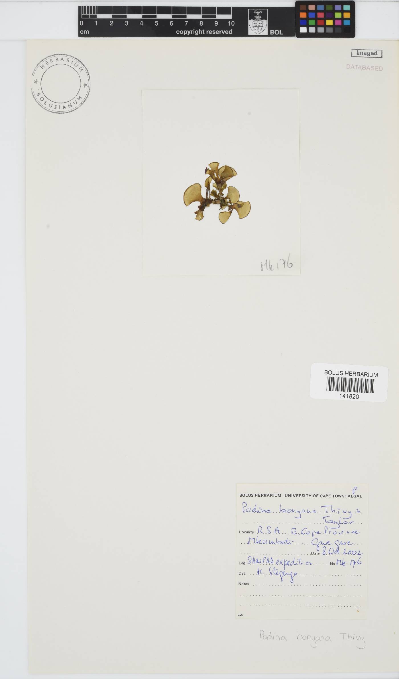 Padina boryana image