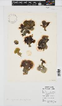 Image of Padina gymnospora