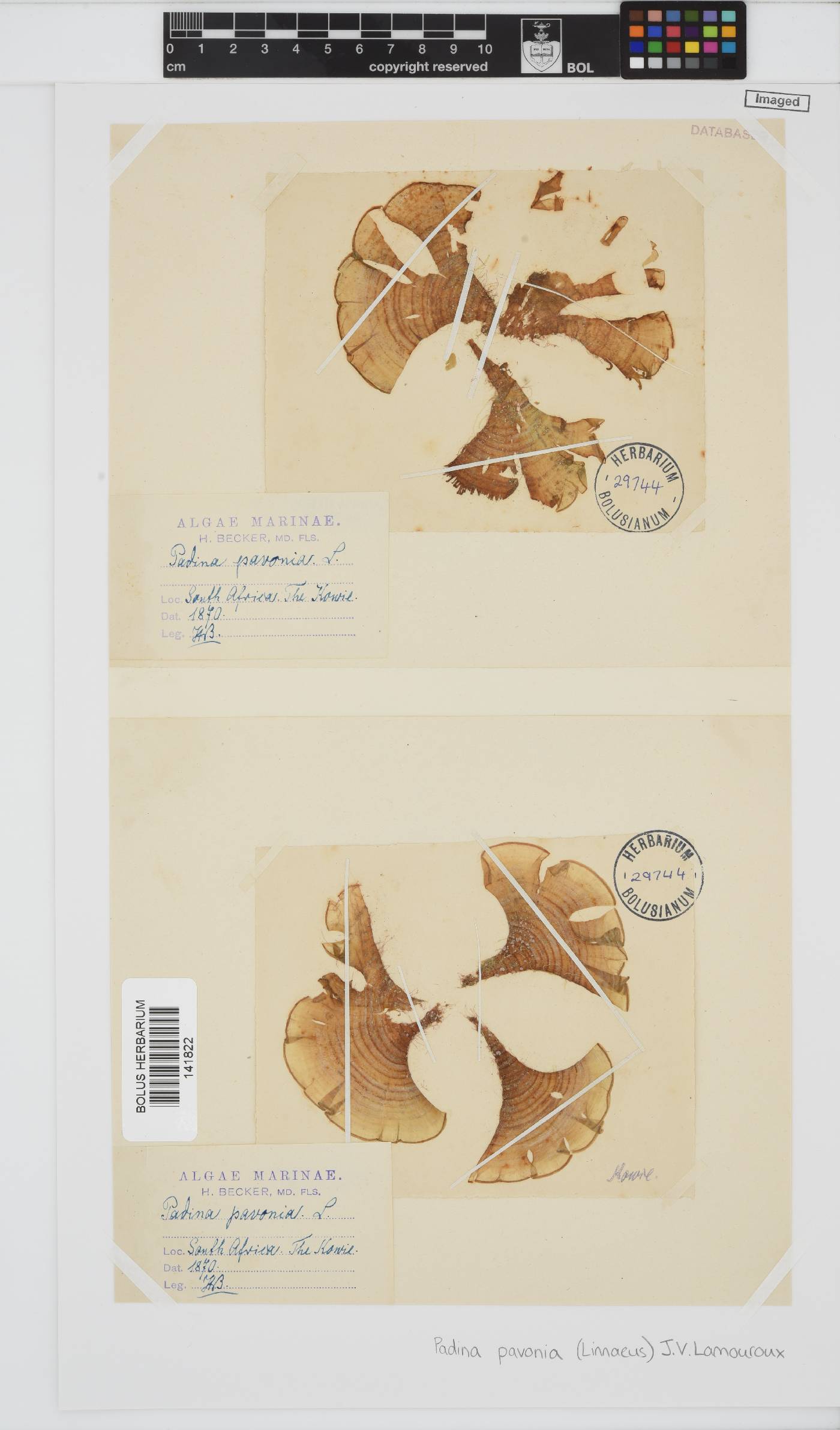 Padina image