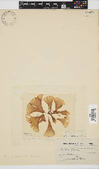 Padina pavonica image