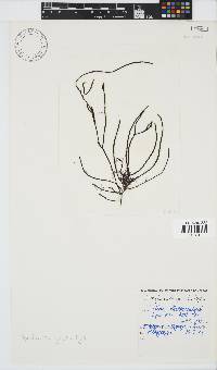 Papenfussiella gracilis image