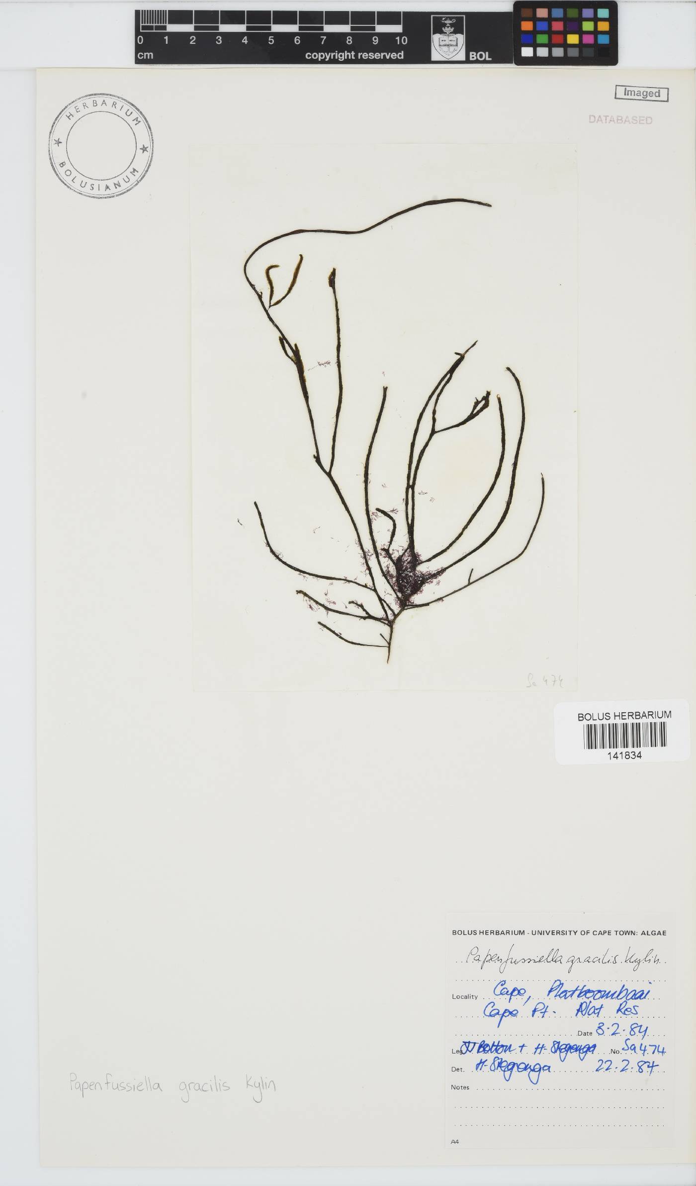 Papenfussiella gracilis image