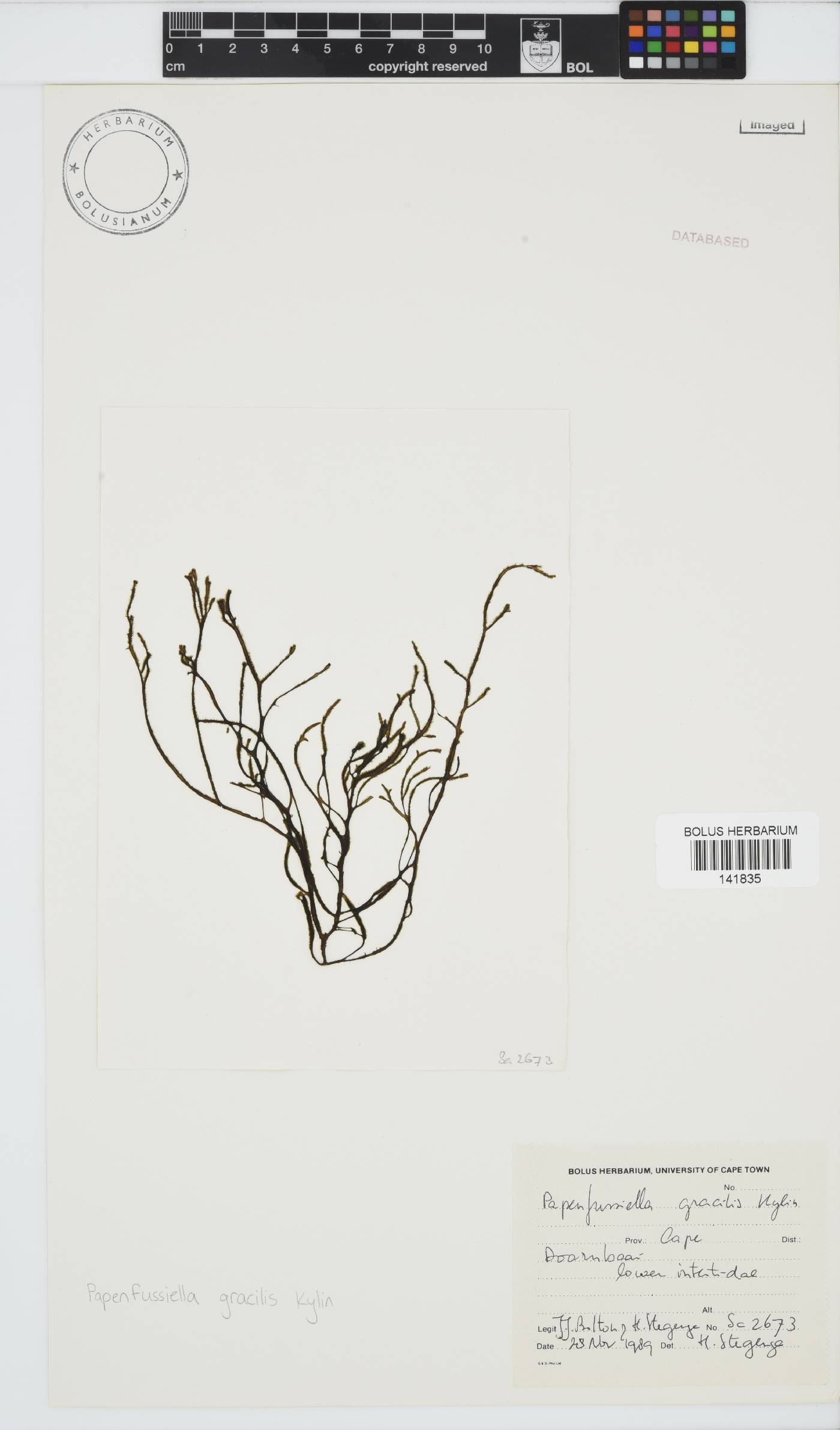 Papenfussiella image