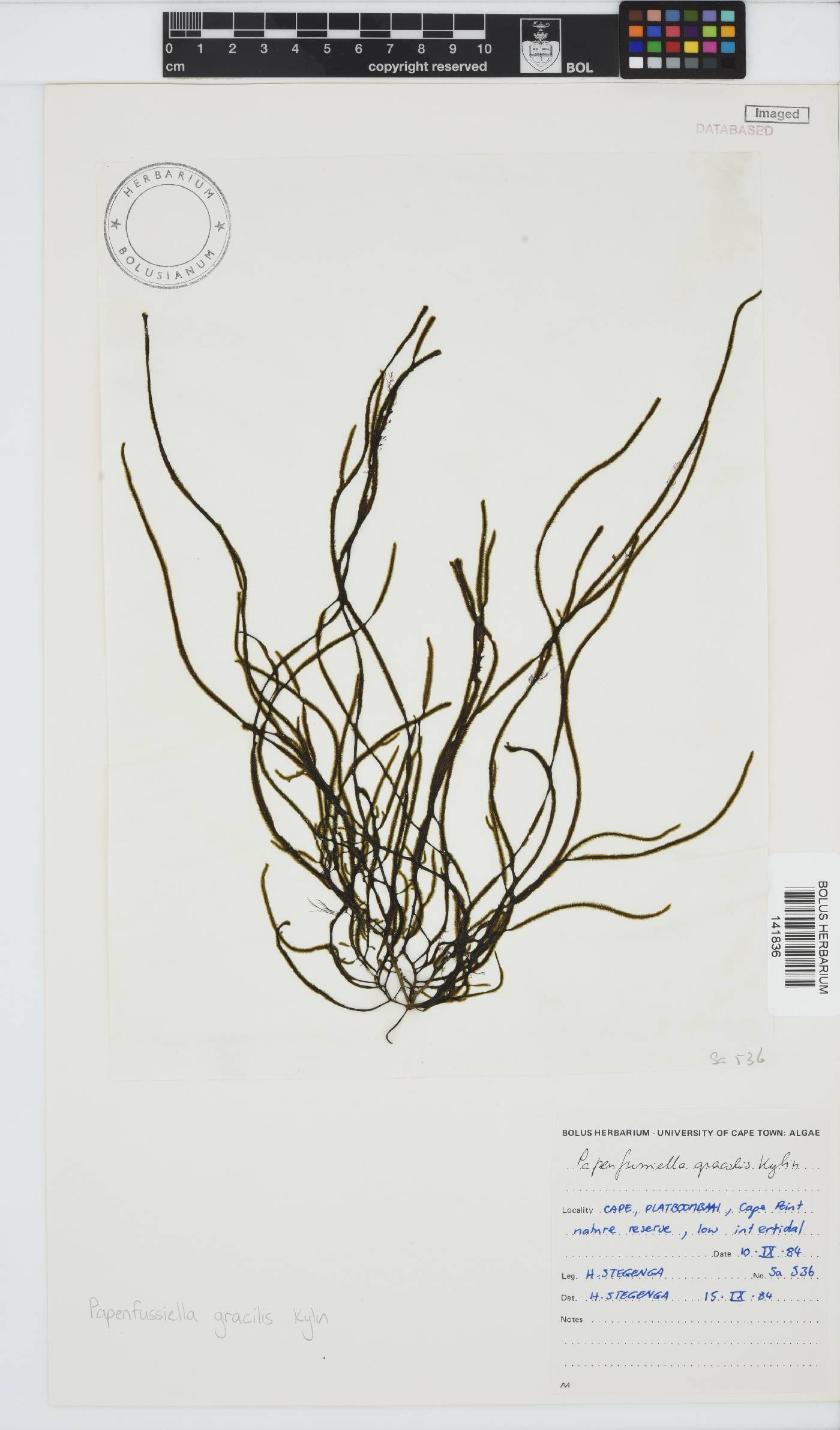 Papenfussiella gracilis image