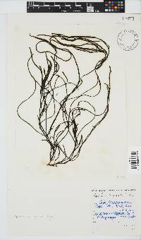 Papenfussiella gracilis image