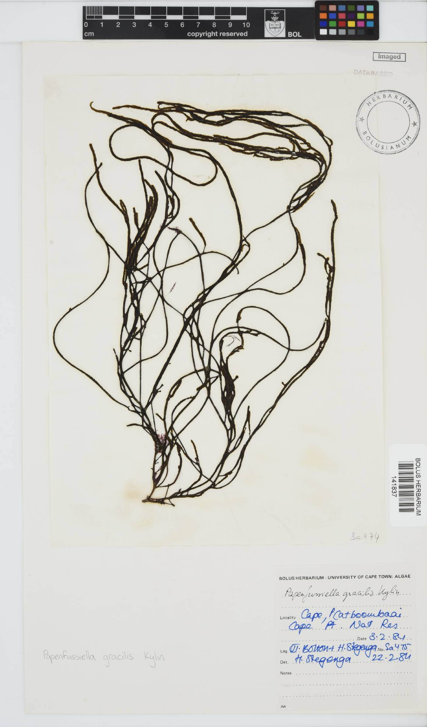 Papenfussiella gracilis image