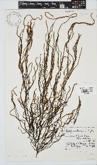 Papenfussiella gracilis image