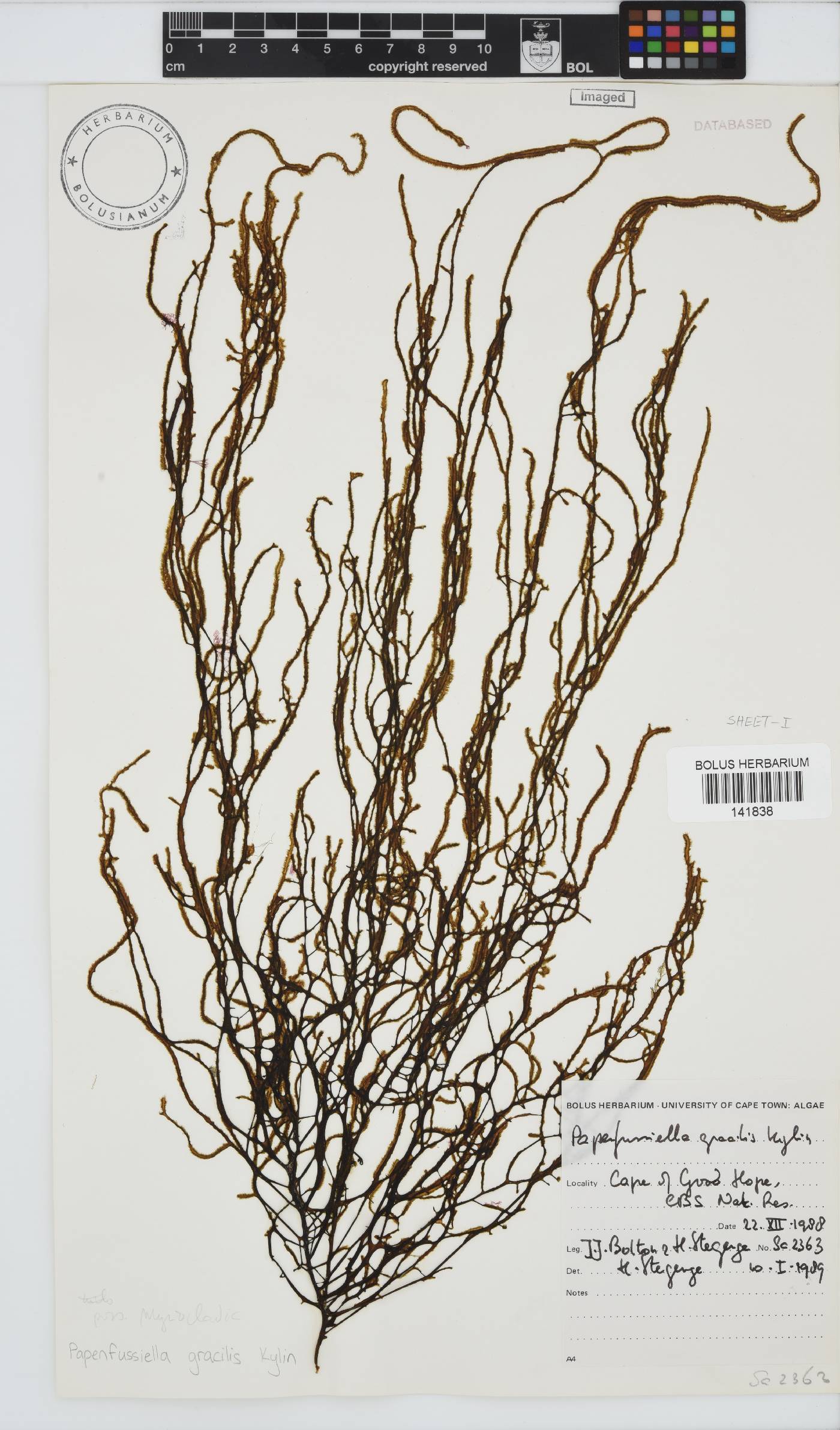 Papenfussiella gracilis image