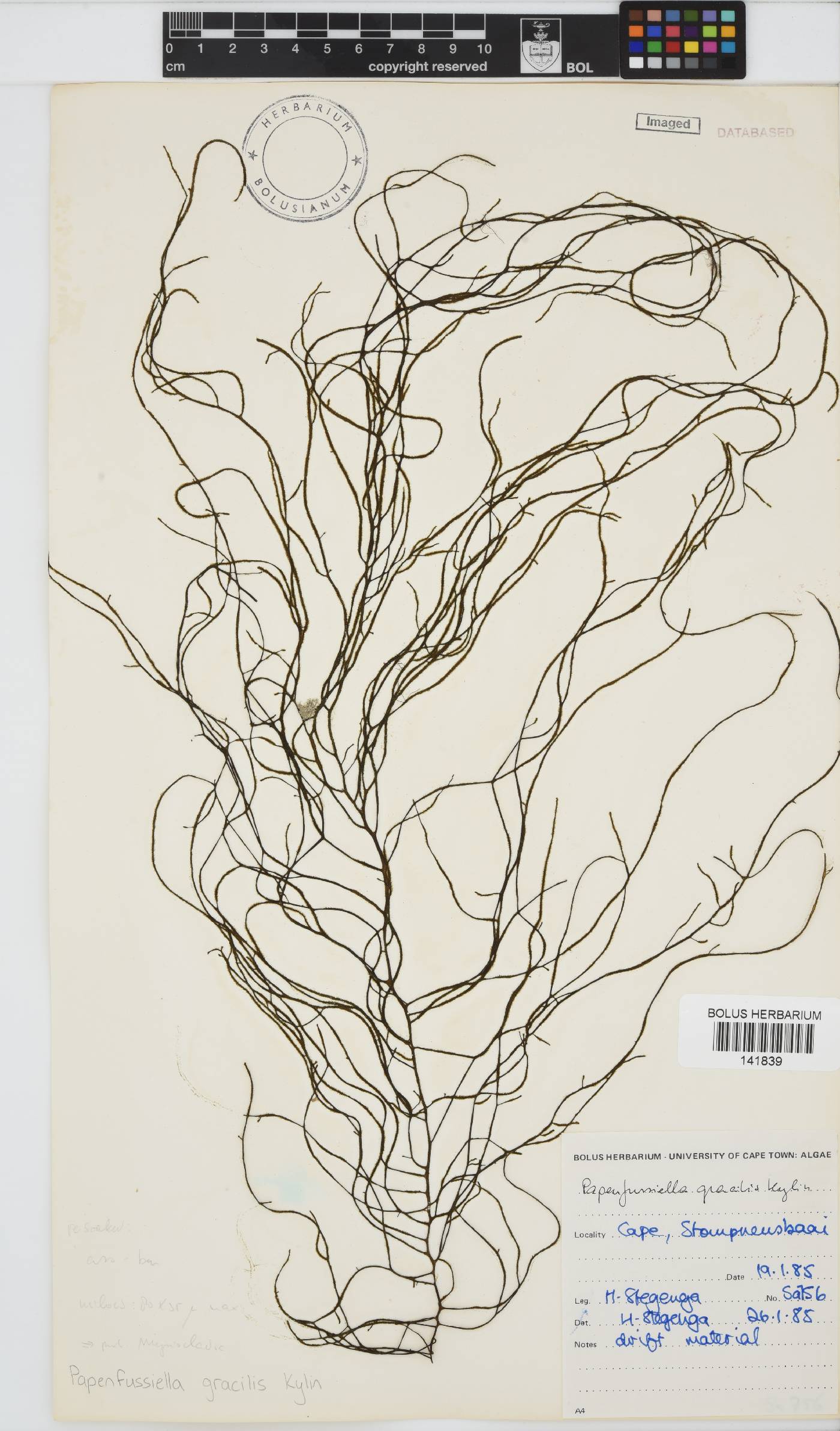 Papenfussiella image