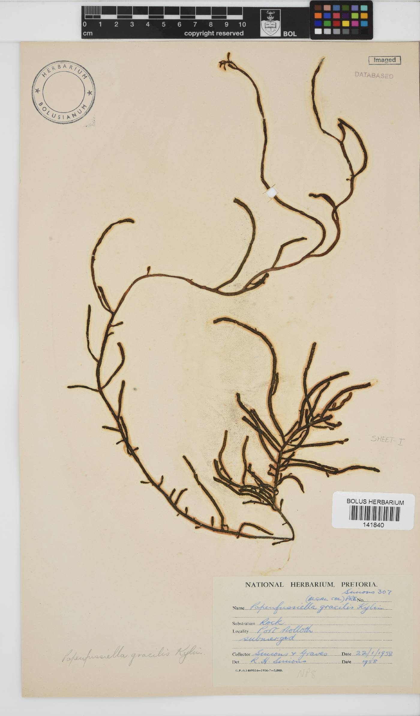 Papenfussiella gracilis image