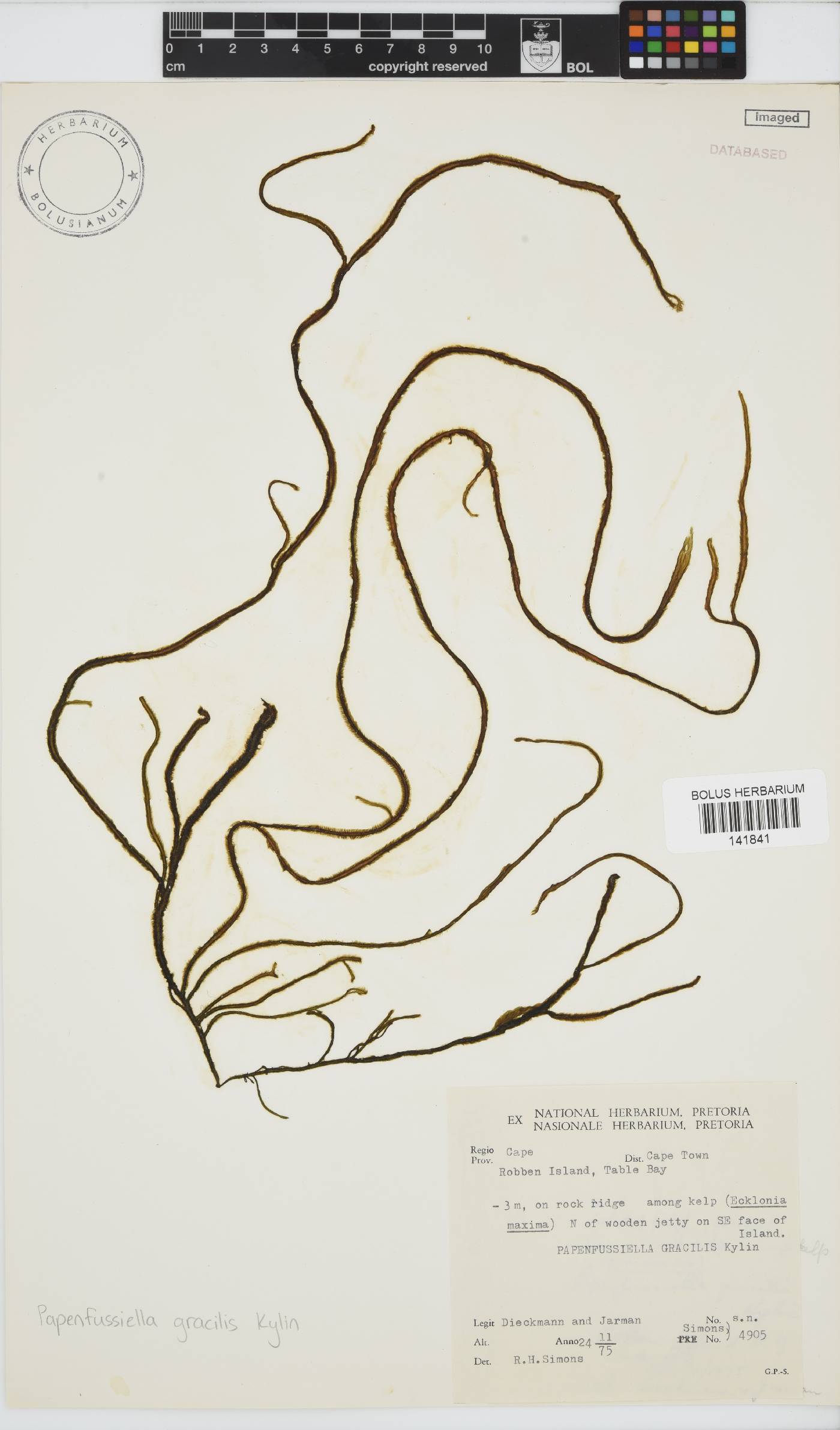 Papenfussiella image