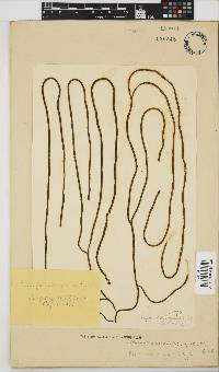 Papenfussiella gracilis image