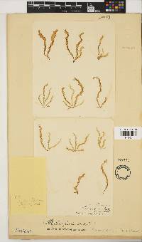 Petalonia fascia image