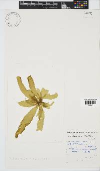 Petalonia fascia image