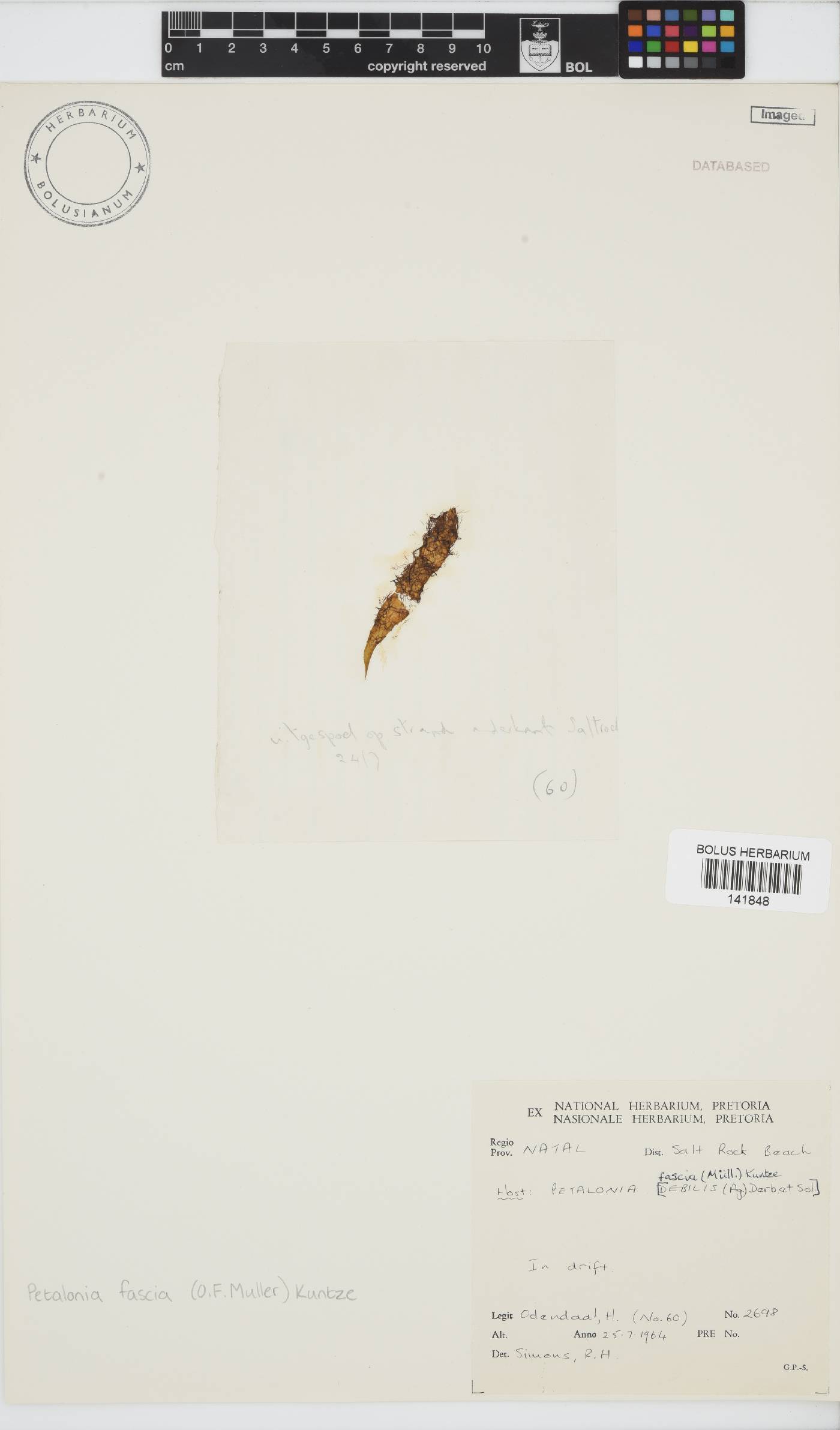 Scytosiphonaceae image